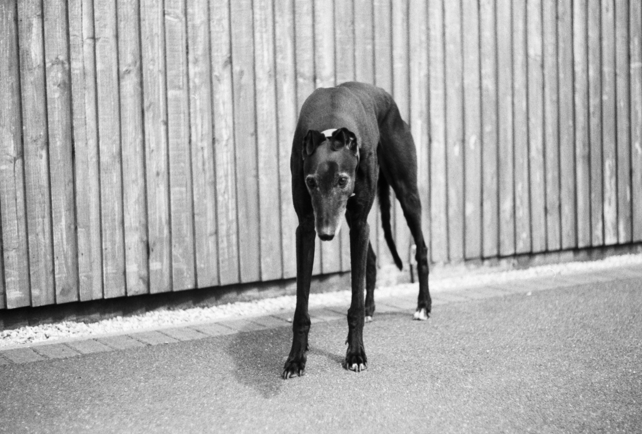 a Greyhound is scared and looking into the camera with his head down